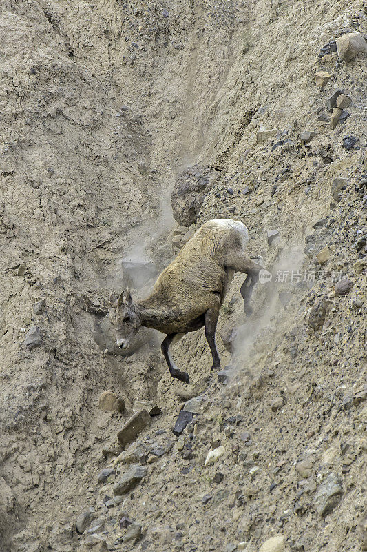 大角羊(Ovis canadensis)是一种原产于北美的绵羊，在怀俄明州的黄石国家公园发现。在几乎垂直的岩壁上行走和跳跃。